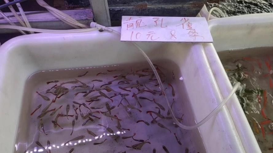 給我一張萬龍魚的全景圖（萬龍魚的生態(tài)習(xí)性）