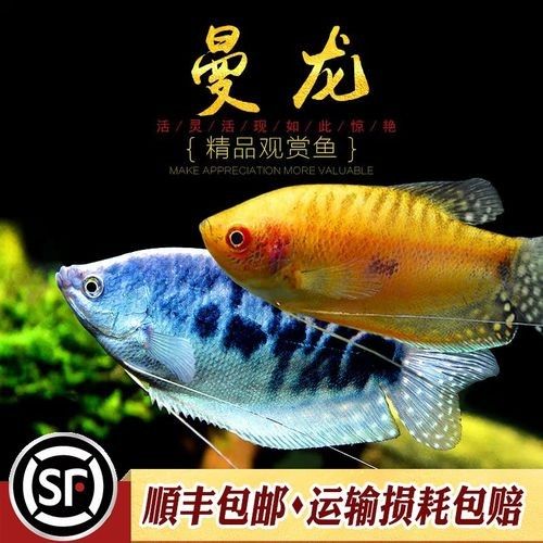給我一張萬龍魚的全景圖（萬龍魚的生態(tài)習(xí)性）