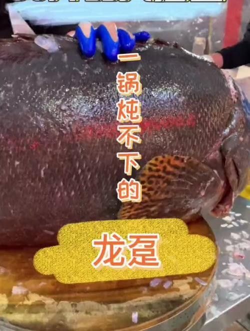 給我一張萬龍魚的全景圖（萬龍魚的生態(tài)習(xí)性）