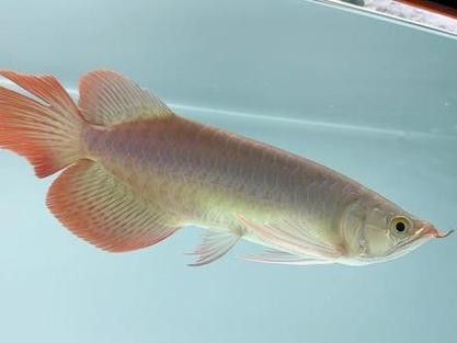 給我一張萬龍魚的全景圖（萬龍魚的生態(tài)習(xí)性）