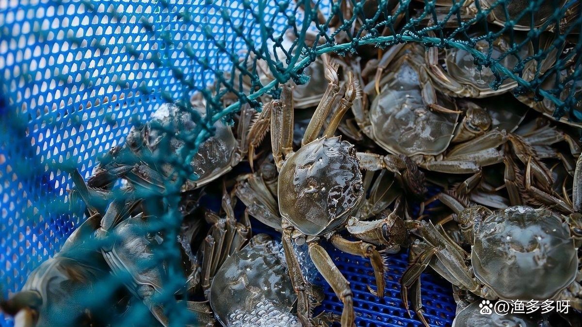 金龍魚驅(qū)蟲后多久見效？（金龍魚驅(qū)蟲后多久喂食）