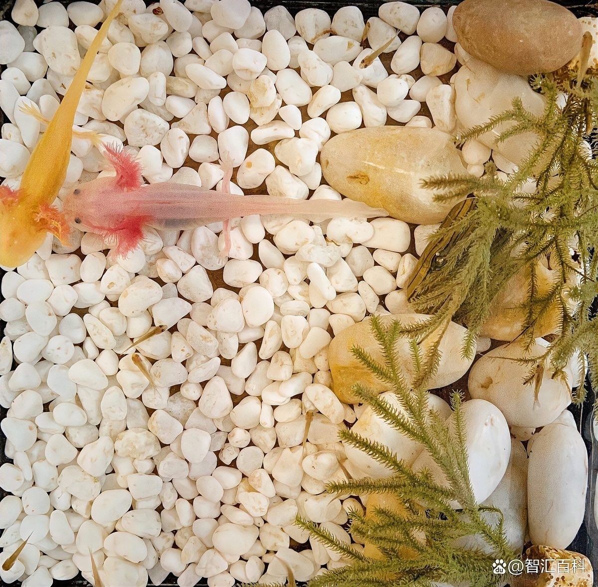 恐龍魚(yú)飼養(yǎng)需要多大的水族箱？（恐龍魚(yú)的水族箱尺寸和過(guò)濾設(shè)備） 恐龍魚(yú)飼養(yǎng)需要多大的水族箱？（恐龍魚(yú)的水族箱尺寸和過(guò)濾設(shè)備） 龍魚(yú)百科 第9張