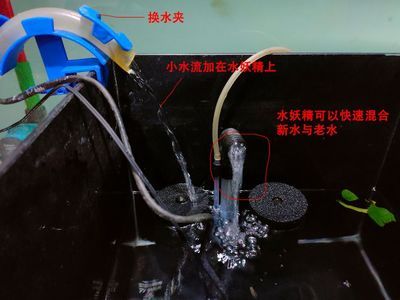 龍魚身上鱗片發(fā)白怎么辦（龍魚身上鱗片發(fā)白怎么辦?。?龍魚身上鱗片發(fā)白怎么辦-龍魚身上鱗片發(fā)白怎么辦）