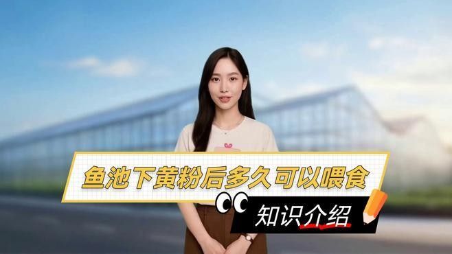 龍魚用黃粉后多久見效（魚用黃粉后見效的時(shí)間因個(gè)體差異、水質(zhì)條件、使用量等因素而異）