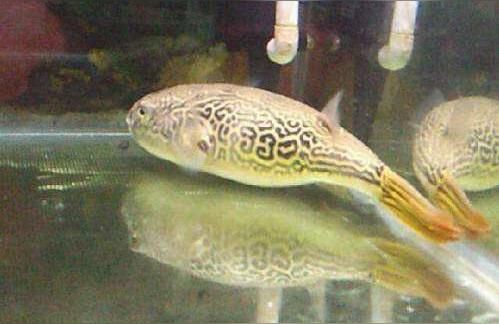 狗頭魚（狗頭可以和銀龍魚混養(yǎng)嗎？）