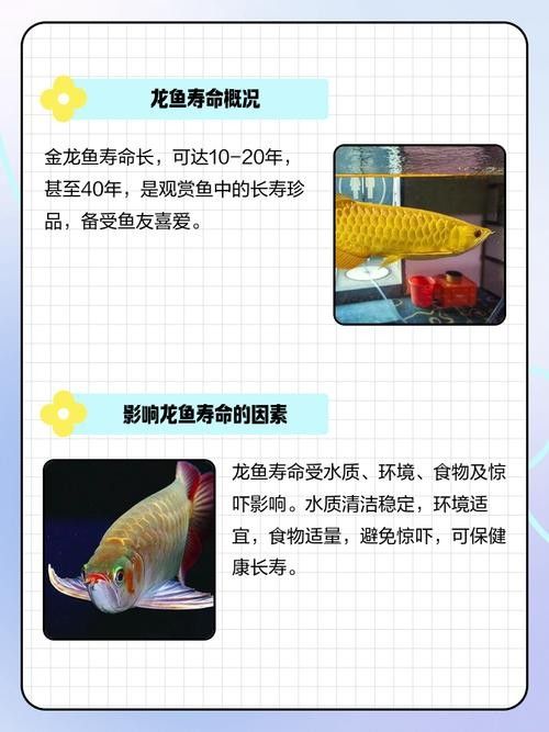 如何延長龍魚的家養(yǎng)壽命