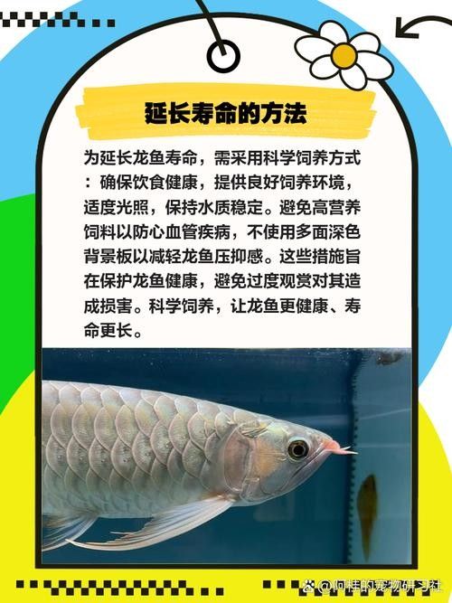 如何延長龍魚的家養(yǎng)壽命