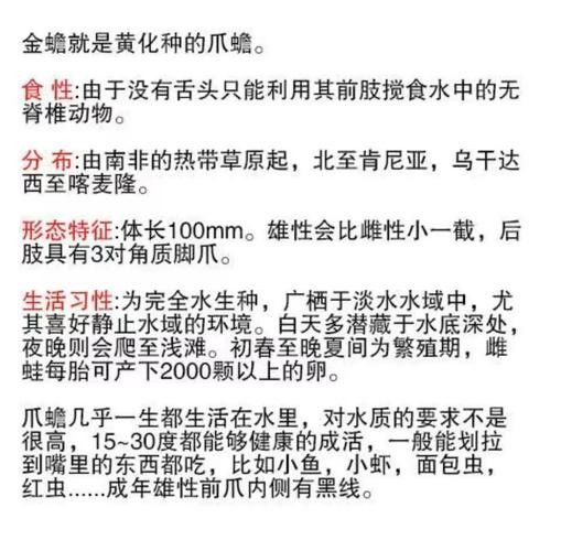龍魚魚場如何選擇？（開個龍魚店需要多少錢創業機遇等你來抓）