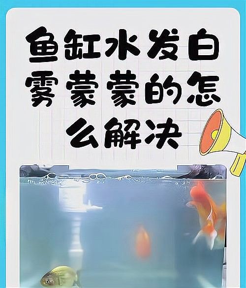 粗線銀板魚和龍魚混養需要注意什么