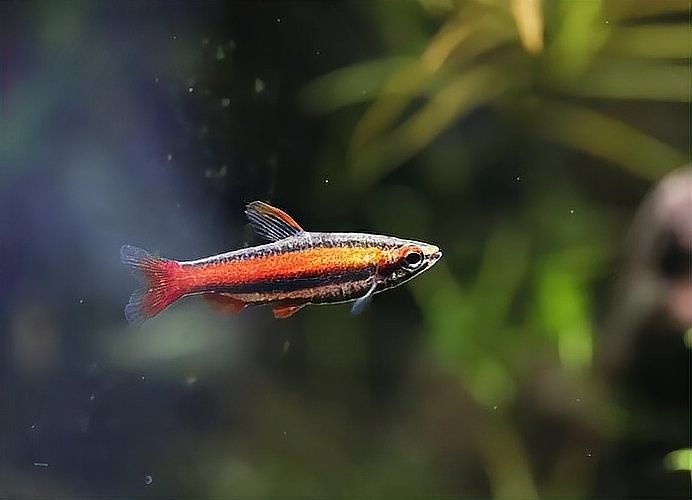 粗線銀板魚和龍魚混養需要注意什么