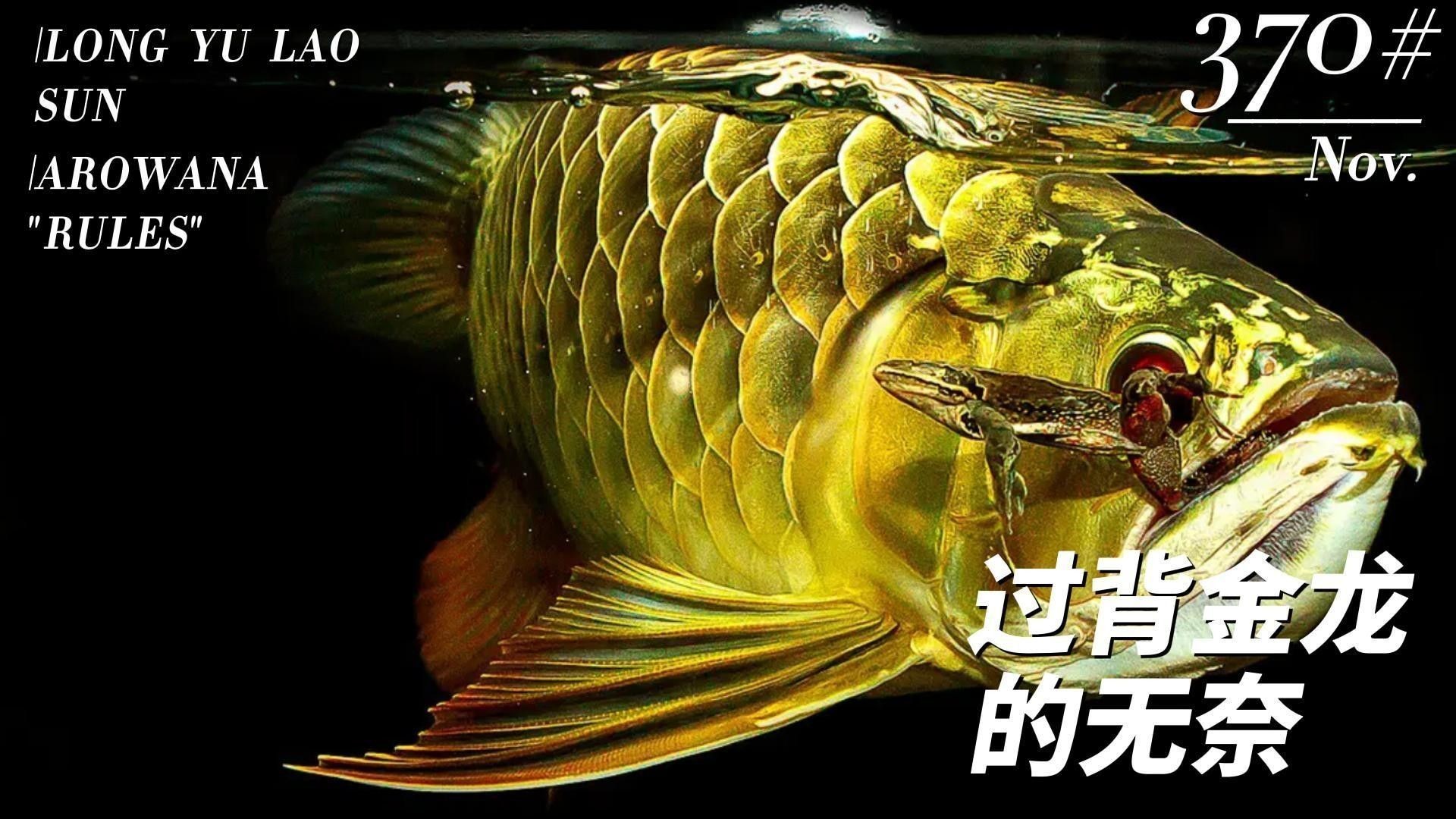過背金龍的市場價值如何（過背金龍的市場價值）