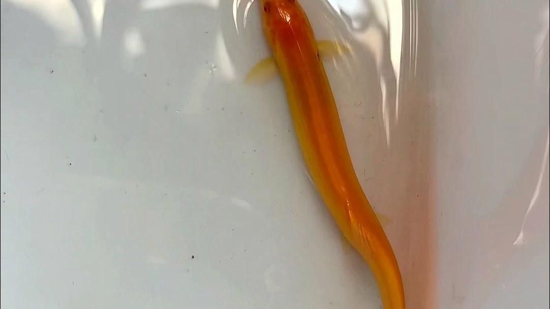 20元一條的金龍魚魚苗（20元一條的“金龍魚魚苗”存在極大的風險）