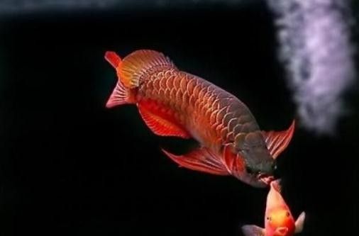 赤血紅龍魚需要多大的魚缸（紅龍魚的正確飼養方法）