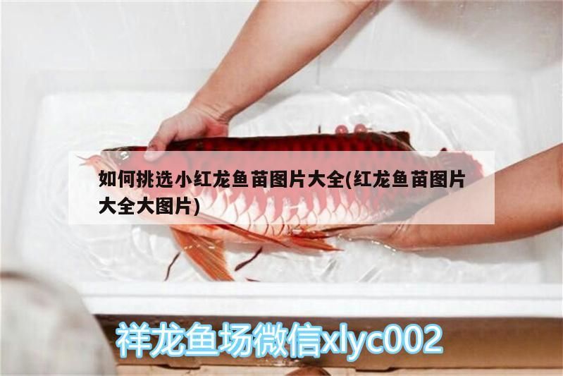 如何挑選小紅龍魚苗圖片大全(紅龍魚苗圖片大全大圖片)（如何挑選小紅龍魚苗圖片大全）