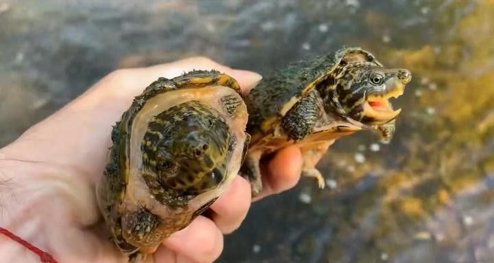 如何為虎紋恐龍魚布置繁殖環境？（虎紋恐龍魚布置繁殖環境的一些關鍵步驟）