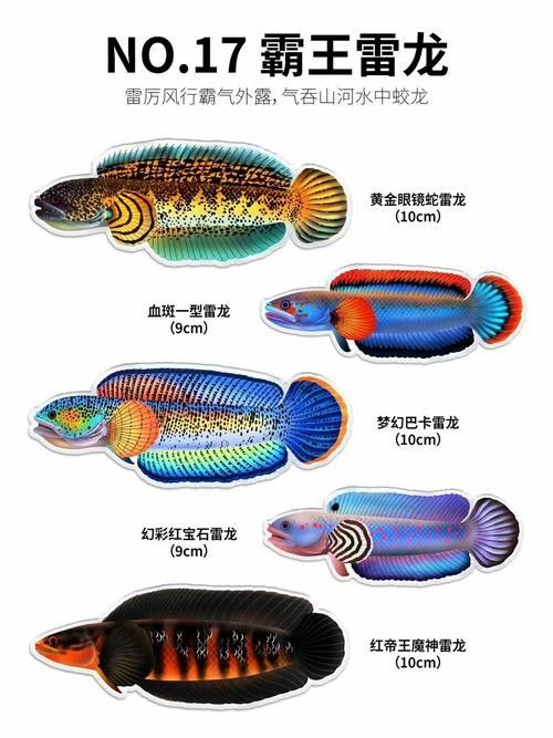 如何辨別白金龍魚是否健康