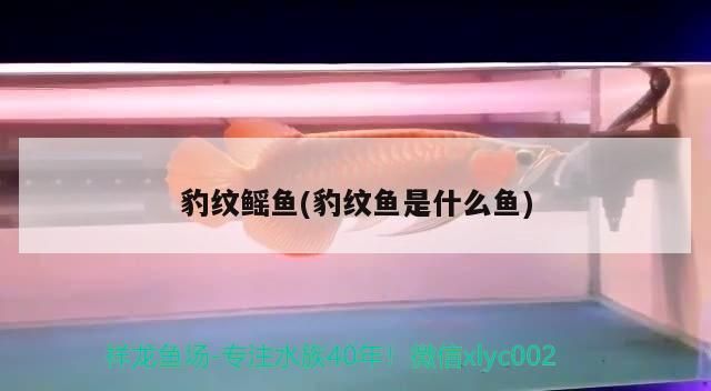 豹紋鰩魚(豹紋魚是什么魚)（世界上罕見的5種罕見的神秘物種）