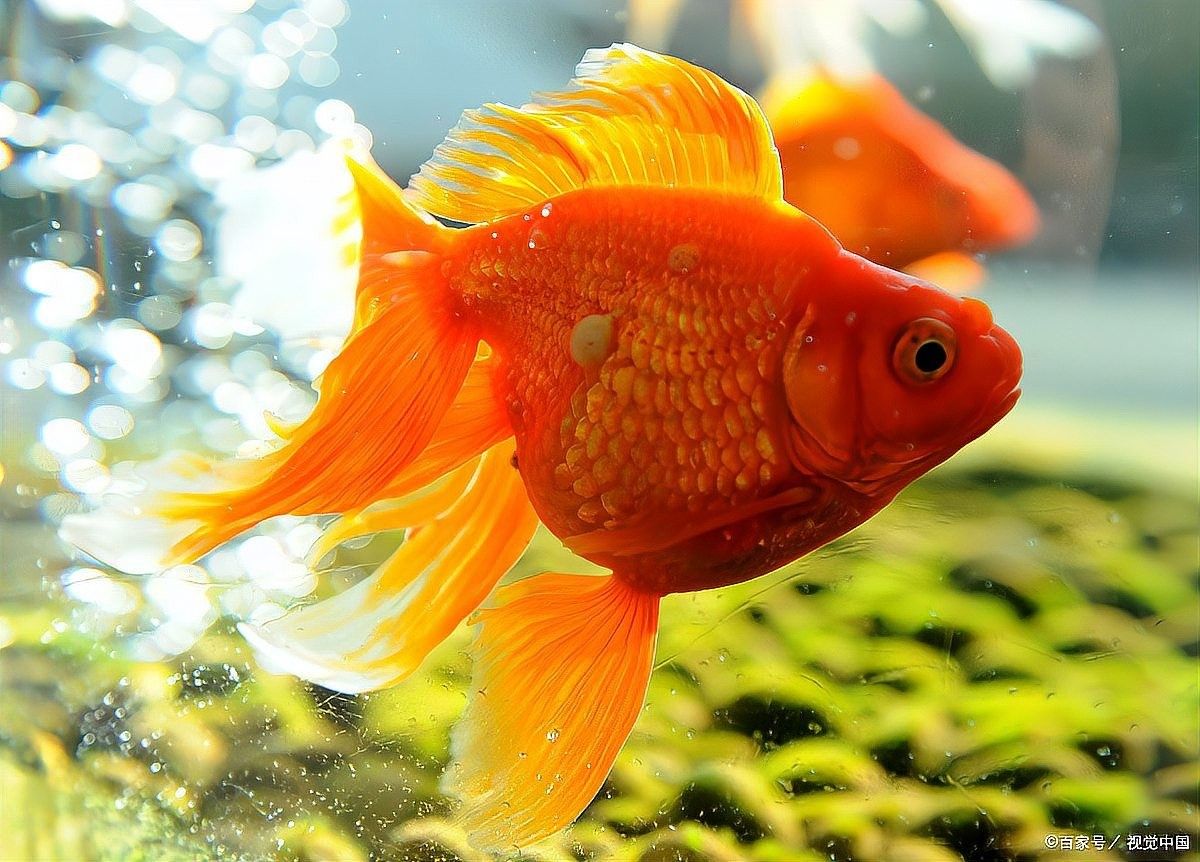 十大錦鯉魚飼料品牌（2025年十大錦鯉魚飼料品牌排行榜，海豚錦鯉魚飼料品牌排行榜）