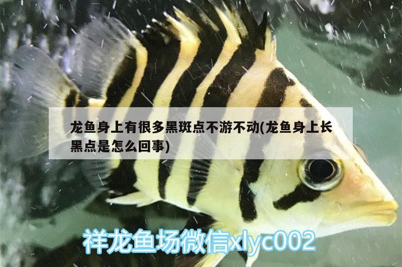 龍魚(yú)身上有很多黑斑點(diǎn)不游不動(dòng)(龍魚(yú)身上長(zhǎng)黑點(diǎn)是怎么回事)（龍魚(yú)身上長(zhǎng)黑斑是怎么回事）