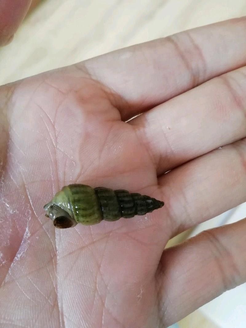 哪些蝦類適合龍魚？（哪些蝦類適合龍魚食用？）