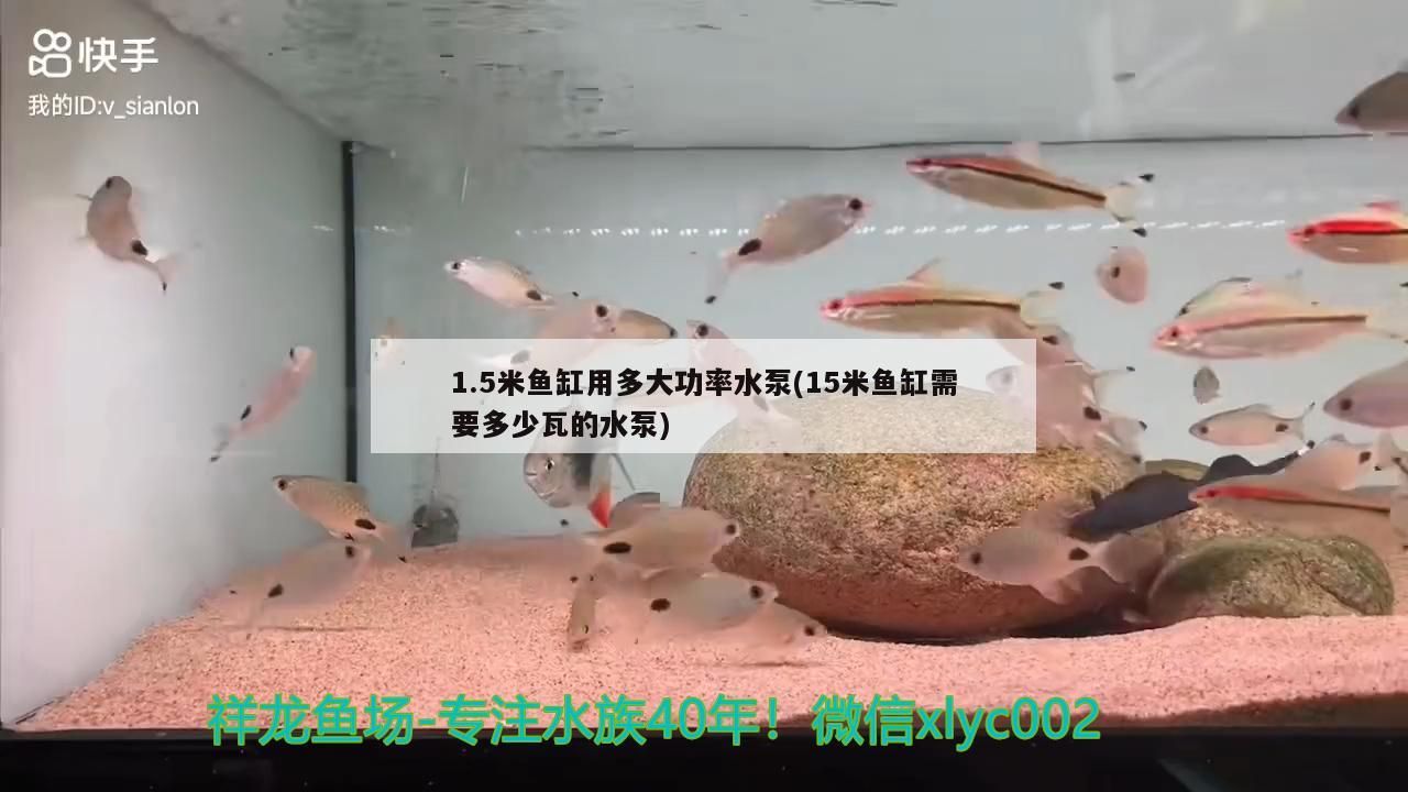 魚缸過濾器選購指南:自制魚缸過濾器魚缸上置過濾器對于養魚愛好者的必備知識 1.5米魚缸用多大功率水泵(15米魚缸需要多少瓦的水泵)(1.5米魚缸用多大功率水泵) 觀賞魚百科 1.5米魚缸用多大功率水泵(15米魚缸需要多少瓦的水泵)(1.5米魚缸用多大功率水泵) 1.5米魚缸用多大功率水泵(15米魚缸需要多少瓦的水泵)(1.5米魚缸用多大功率水泵) 觀賞魚百科