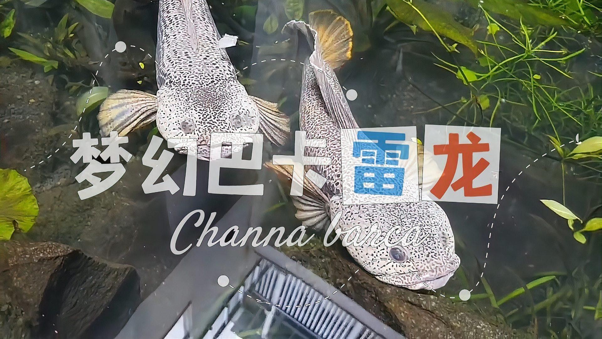 巴卡雷龍魚能長多大？
