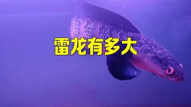 巴卡雷龍魚能長多大？