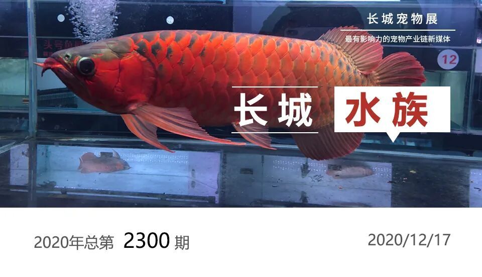 印尼大湖hulu漁場產業聯盟秘書處副秘書長羅時健談