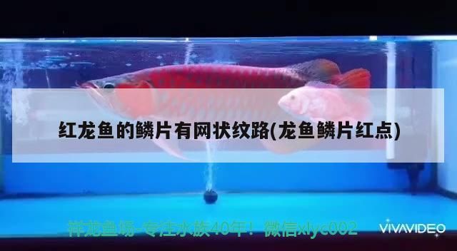 紅龍魚的鱗片有網(wǎng)狀紋路(龍魚鱗片紅點)（紅龍魚的鱗片有網(wǎng)狀紋路）