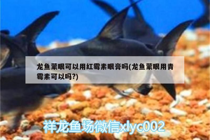 龍魚蒙眼可以用紅霉素眼膏嗎(龍魚蒙眼用青霉素可以嗎?)（龍魚蒙眼可以用紅霉素眼膏嗎）