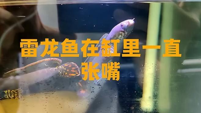 龍魚嘴巴一直張著不動（龍魚嘴巴一直張著不動可能由多種原因引起，養魚小竅門大公開）