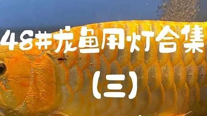 如何設置紅龍魚的光照周期？（如何設置紅龍魚光照周期）