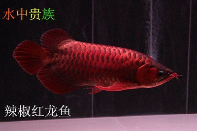 頂級紅龍魚品牌有哪些（頂級紅龍魚品牌）