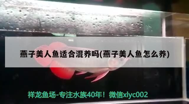 燕子美人魚適合混養嗎(燕子美人魚怎么養)