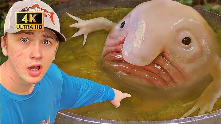 地圖魚(yú)和龍魚(yú)混養(yǎng)需要多久適應(yīng)（地圖魚(yú)和龍魚(yú)混養(yǎng)需要多久適應(yīng)地圖魚(yú)和龍魚(yú)混養(yǎng)注意事項(xiàng)）