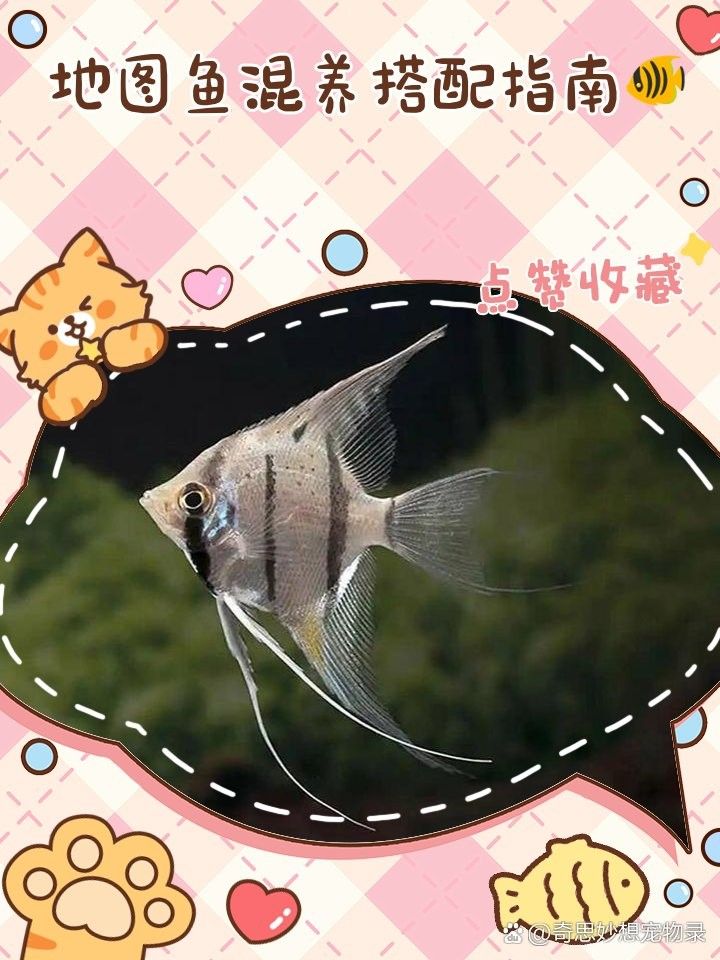 地圖魚和龍魚混養(yǎng)需要多久適應(yīng)（地圖魚和龍魚混養(yǎng)需要多久適應(yīng)地圖魚和龍魚混養(yǎng)注意事項(xiàng)）