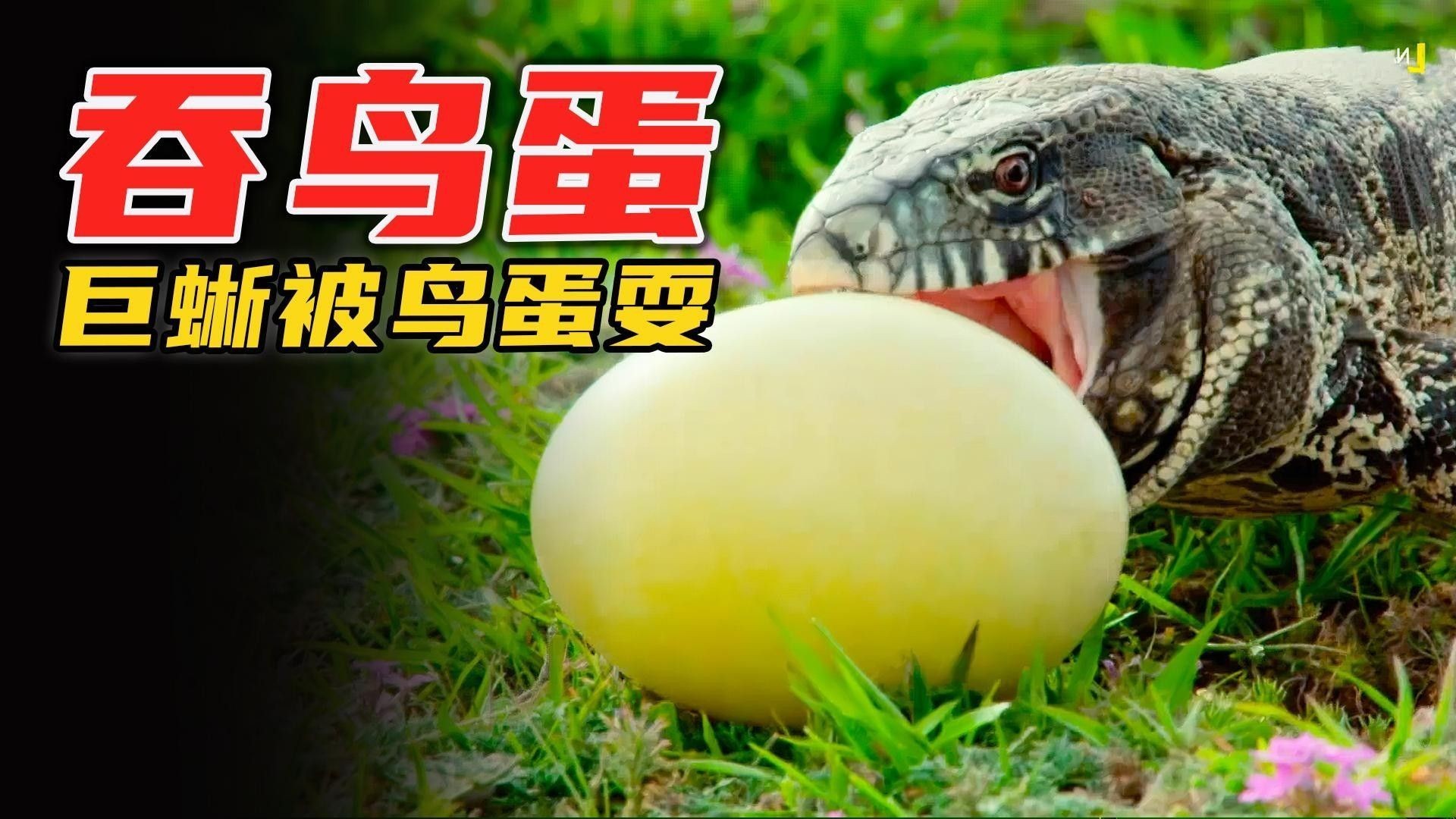 龍貓咬人后需要打幾針疫苗