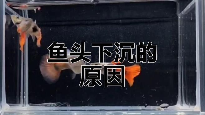 龍魚低頭游是缺氧嗎