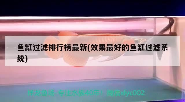 魚缸過濾排行榜最新(效果最好的魚缸過濾系統)（魚缸過濾排行榜）