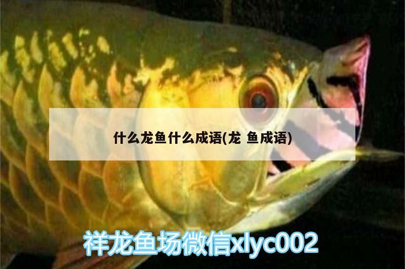 什么龍魚什么成語(龍魚成語)（什么龍魚什么成語）