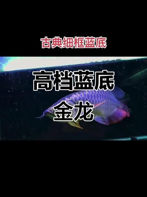 過背金龍魚哪個品種最貴？（過背金龍魚哪個品種最貴）