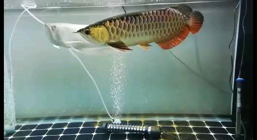 秦皇島水族館換水后的金龍龍魚圈（秦皇島水族館換水后的金龍龍魚圈，換水綜合癥好了！）