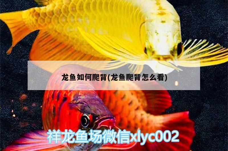 龍魚如何爬背(龍魚爬背怎么看)（龍魚如何爬背）