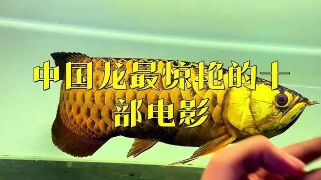 龍在哪些文化中有重要地位（龍在中國文化中具有深遠的象征意義和歷史地位） 龍在哪些文化中有重要地位（龍在中國文化中具有深遠的象征意義和歷史地位） 龍魚百科 第3張