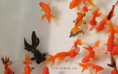白色的大觀賞魚是什么魚啊視頻（關于白色的大觀賞魚根據搜索結果，有幾種可能性）