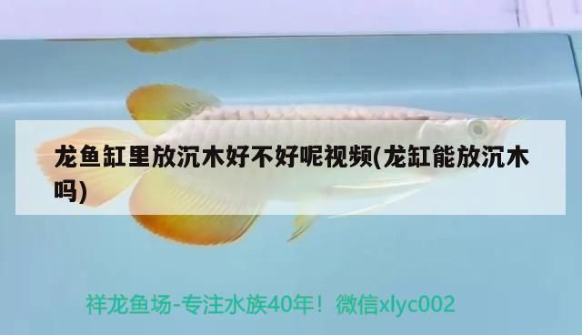 龍魚缸里放沉木好不好呢視頻(龍缸能放沉木嗎)（龍魚缸里放沉木好不好） 龍魚缸里放沉木好不好呢視頻(龍缸能放沉木嗎)（龍魚缸里放沉木好不好） 觀賞魚百科