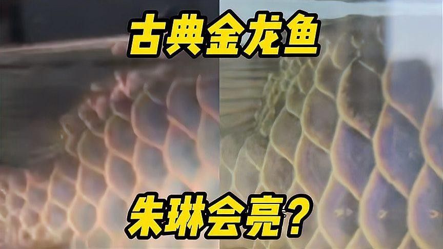 金龍魚珠鱗多久能全亮？（金龍魚珠鱗怎么看）