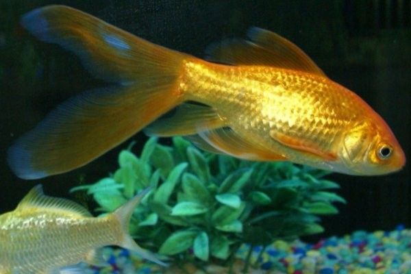 紅龍魚和清道夫的最佳混養數量（紅龍魚和清道夫的最佳混養數量是1:1嗎） 紅龍魚和清道夫的最佳混養數量（紅龍魚和清道夫的最佳混養數量是1:1嗎） 龍魚百科 第7張
