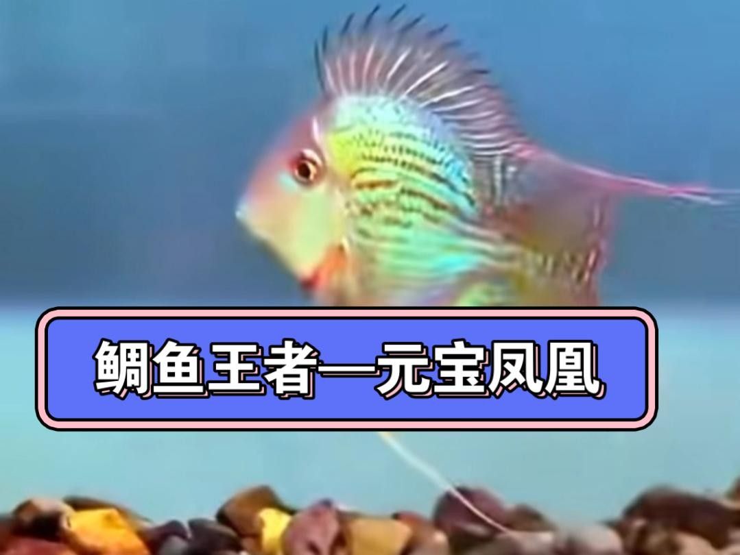 土鯛元寶鳳凰魚（土鯛元寶鳳凰魚不能隨便養蜜朵朵呀）
