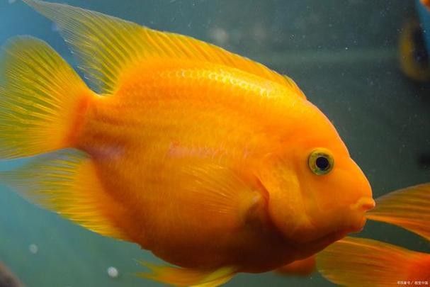 土鯛元寶鳳凰魚（土鯛元寶鳳凰魚不能隨便養蜜朵朵呀）